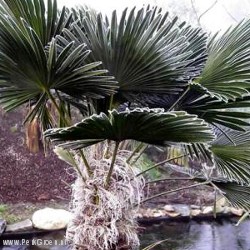 Toepassing van de Japanse Waaierpalm in het ontwerp voor de Showtuin van GardenPalms BV